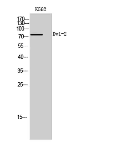 Dvl-2 rabbit pAb - image 1