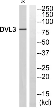 Dvl-3 rabbit pAb - image 1