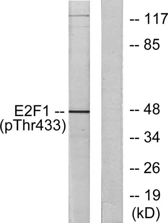 E2F-1 (phospho Thr433) rabbit pAb - image 1