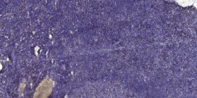 ECM1 rabbit pAb - image 1