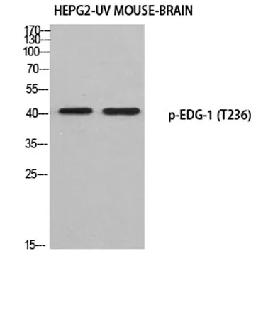 EDG-1 (phospho Thr236) rabbit pAb - image 1