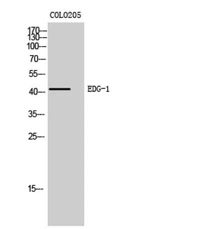 EDG-1 rabbit pAb - image 1