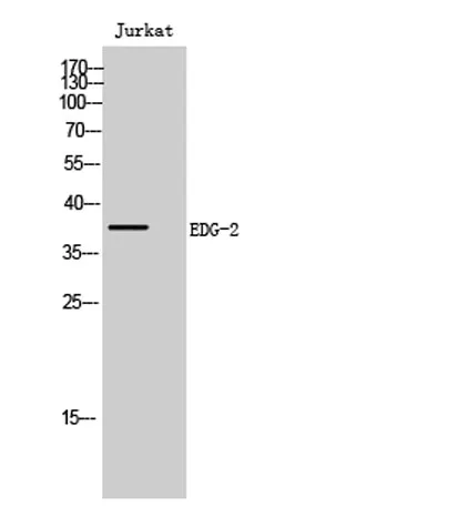 EDG-2 rabbit pAb - image 1