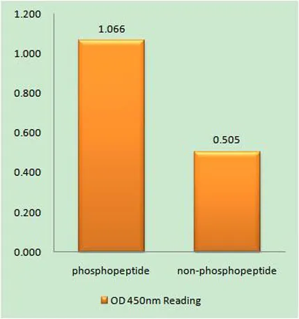 Ephrin-B1/2 (phospho Tyr329) rabbit pAb - image 1