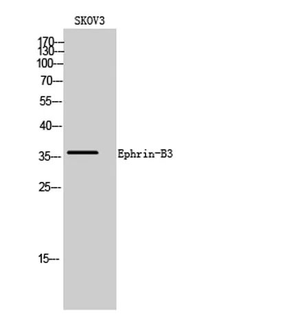 Ephrin-B3 rabbit pAb - image 1