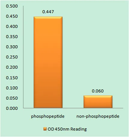 EGFR (phospho Ser1026) rabbit pAb - image 1
