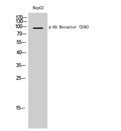 Ah Receptor (phospho Ser36) rabbit pAb - image 1
