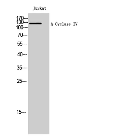 A Cyclase IV rabbit pAb - image 1