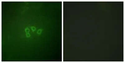 eIF4B rabbit pAb - image 1