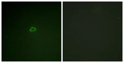 4E-BP1 rabbit pAb - image 1