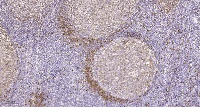 eIF5 rabbit pAb - image 1