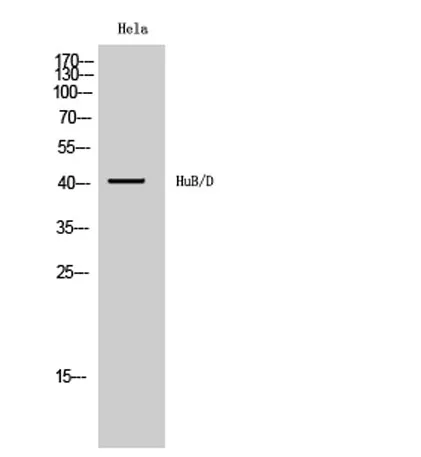 HuB/D rabbit pAb - image 1