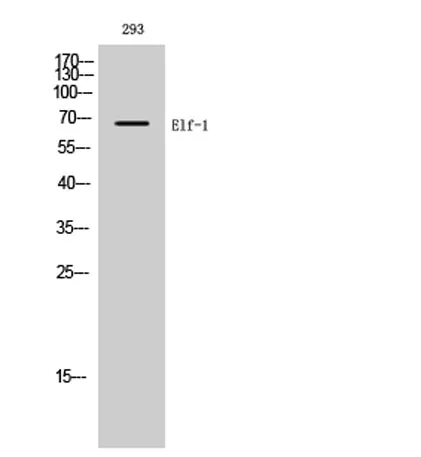 Elf-1 rabbit pAb - image 1