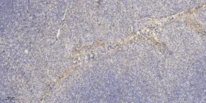 Macroglobulin α-2 rabbit pAb - image 1