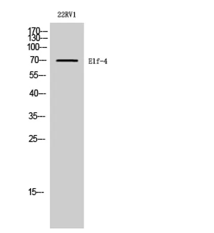 Elf-4 rabbit pAb - image 1