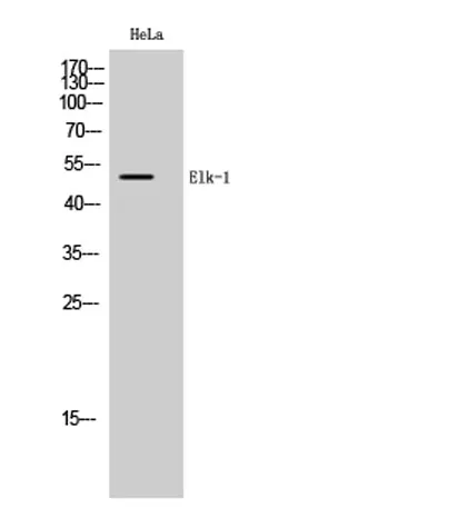 Elk-1 rabbit pAb - image 1