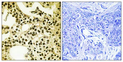 APLF (phospho Ser116) rabbit pAb - image 1