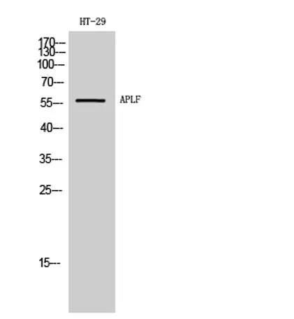 APLF rabbit pAb - image 1
