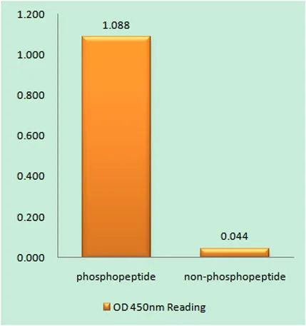 PIP5KIII (phospho Ser307) rabbit pAb - image 1