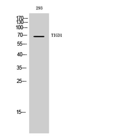 TIGD1 rabbit pAb - image 1