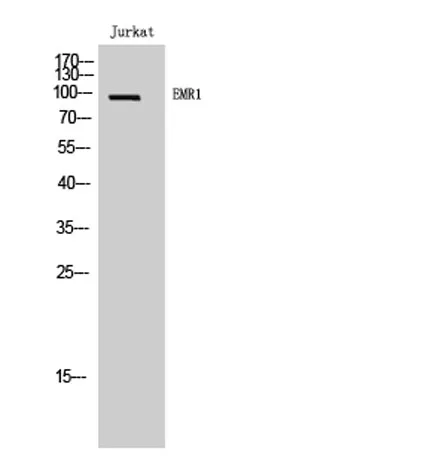 EMR1 rabbit pAb