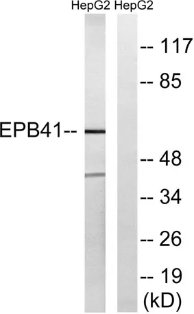 4.1R rabbit pAb - image 1