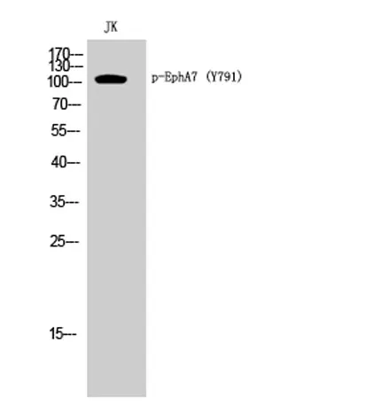 EphA7 (phospho Tyr791) rabbit pAb - image 1