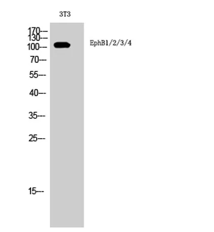 EphB1/2/3/4 rabbit pAb - image 1