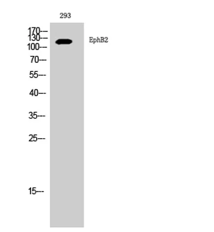 EphB2 rabbit pAb - image 1