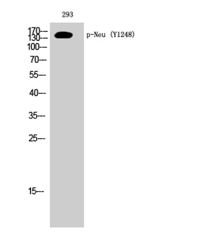 Neu (phospho Tyr1248) rabbit pAb - image 1