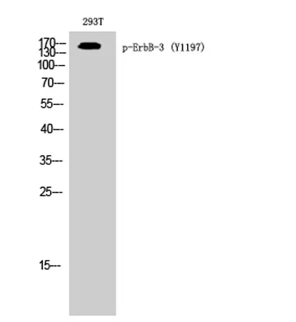 ErbB-3 (phospho Tyr1197) rabbit pAb