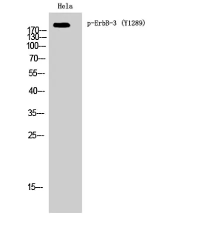 ErbB-3 (phospho Tyr1289) rabbit pAb - image 1