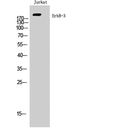 ErbB-3 rabbit pAb - image 1