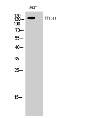 ErbB-3 rabbit pAb - image 1