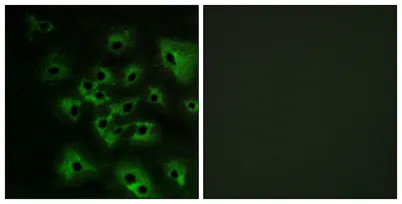 ErbB-4 (phospho Tyr1284) rabbit pAb - image 1