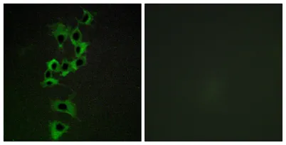 ErbB-4 rabbit pAb - image 1