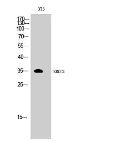 ERCC1 rabbit pAb - image 1