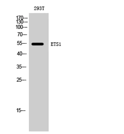 ETS1 rabbit pAb - image 1