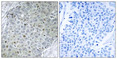PEA3 rabbit pAb - image 1