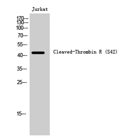 Cleaved-Thrombin R (S42) rabbit pAb - image 1
