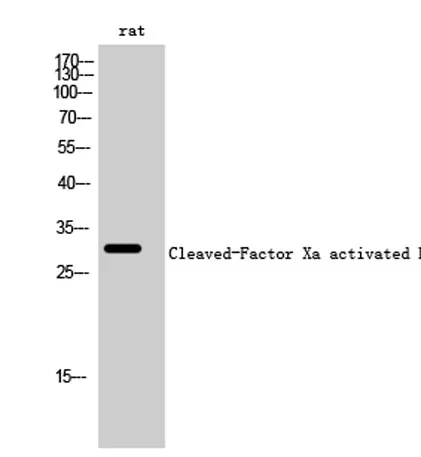 Cleaved-Factor Xa activated HC (I235) rabbit pAb - image 1