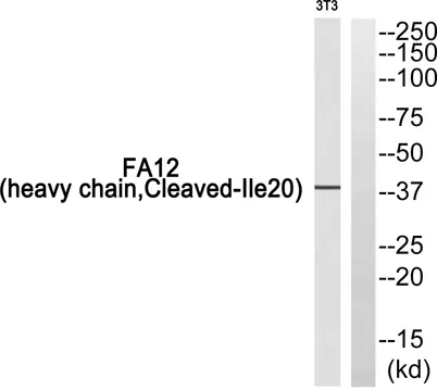 Cleaved-Factor XII HC (I20) rabbit pAb - image 1