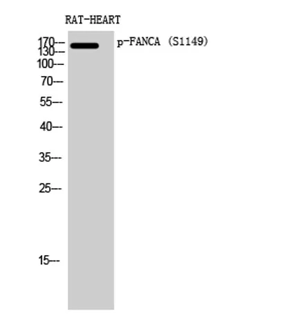 FANCA (phospho Ser1149) rabbit pAb