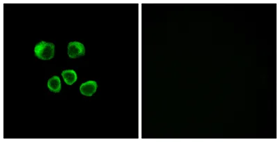 Olfactory receptor 8U1/8/9 rabbit pAb