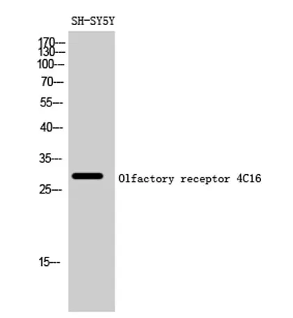 Olfactory receptor 4C16 rabbit pAb
