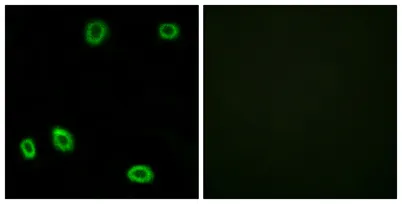 Olfactory receptor 5L1/2 rabbit pAb