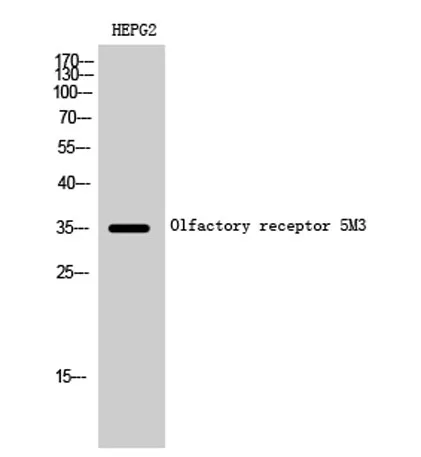 Olfactory receptor 5M3 rabbit pAb