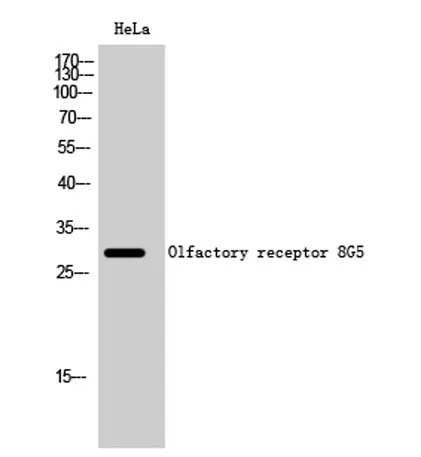 Olfactory receptor 8G5 rabbit pAb