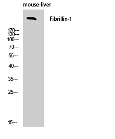 FBN1 rabbit pAb - image 1