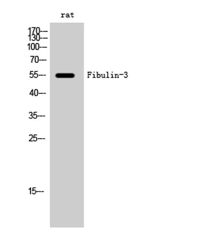 Fibulin-3 rabbit pAb - image 1